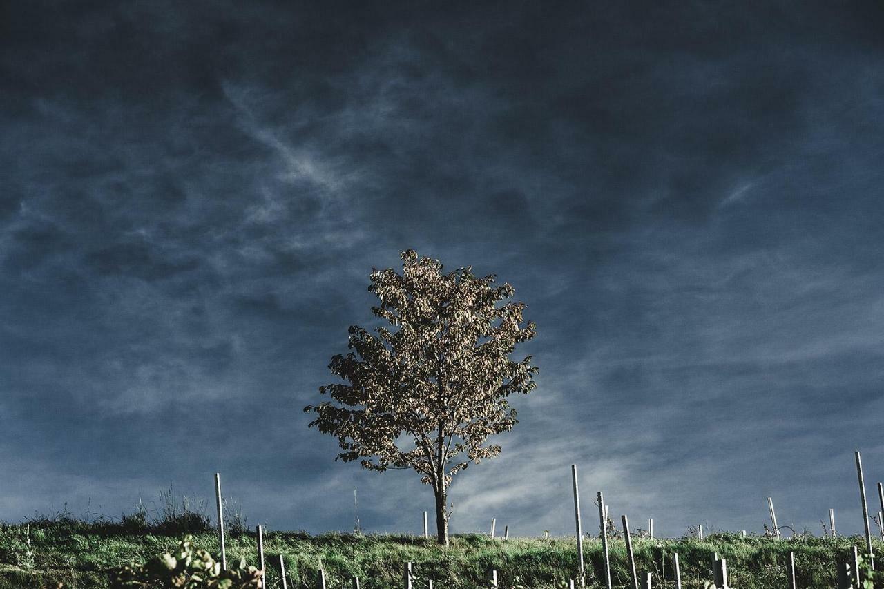 Winnica Agat Świerzawa Buitenkant foto