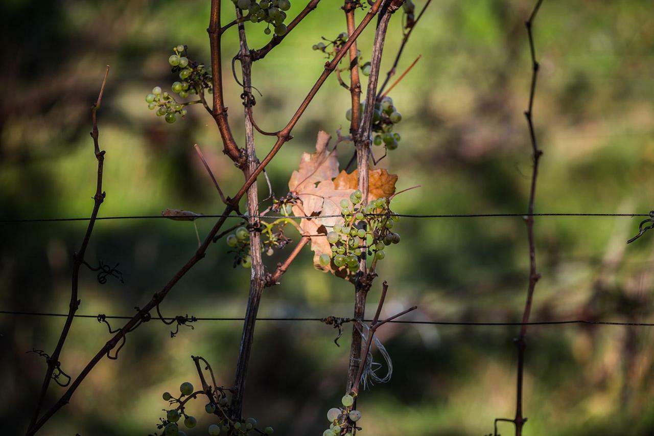 Winnica Agat Świerzawa Buitenkant foto